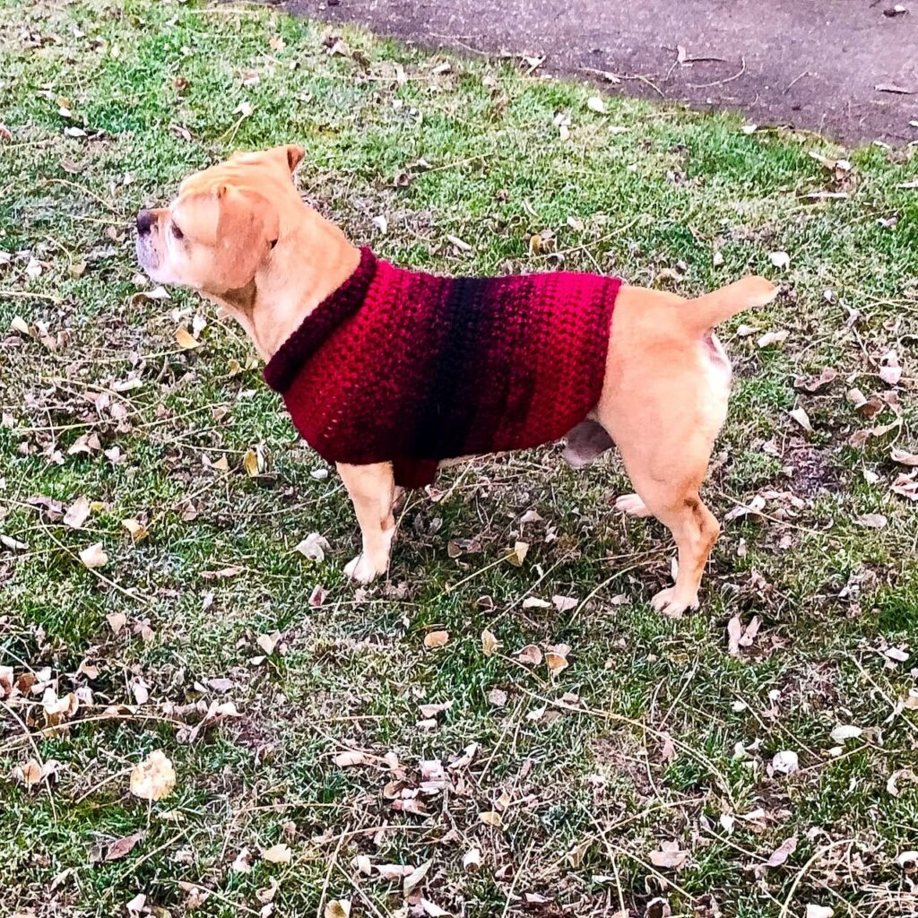 Crochet Medium Dog Sweater