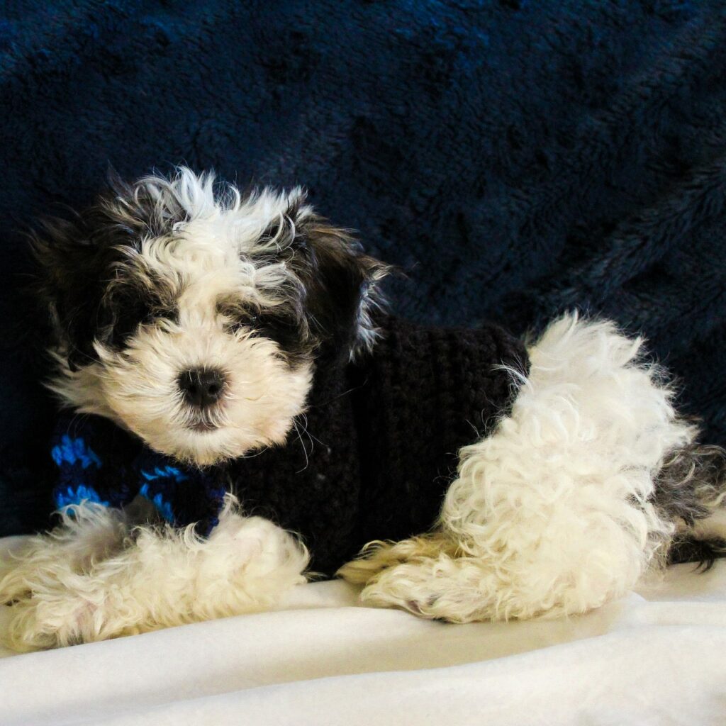 Quick and Easy Crochet Dog Sweater for Puppies